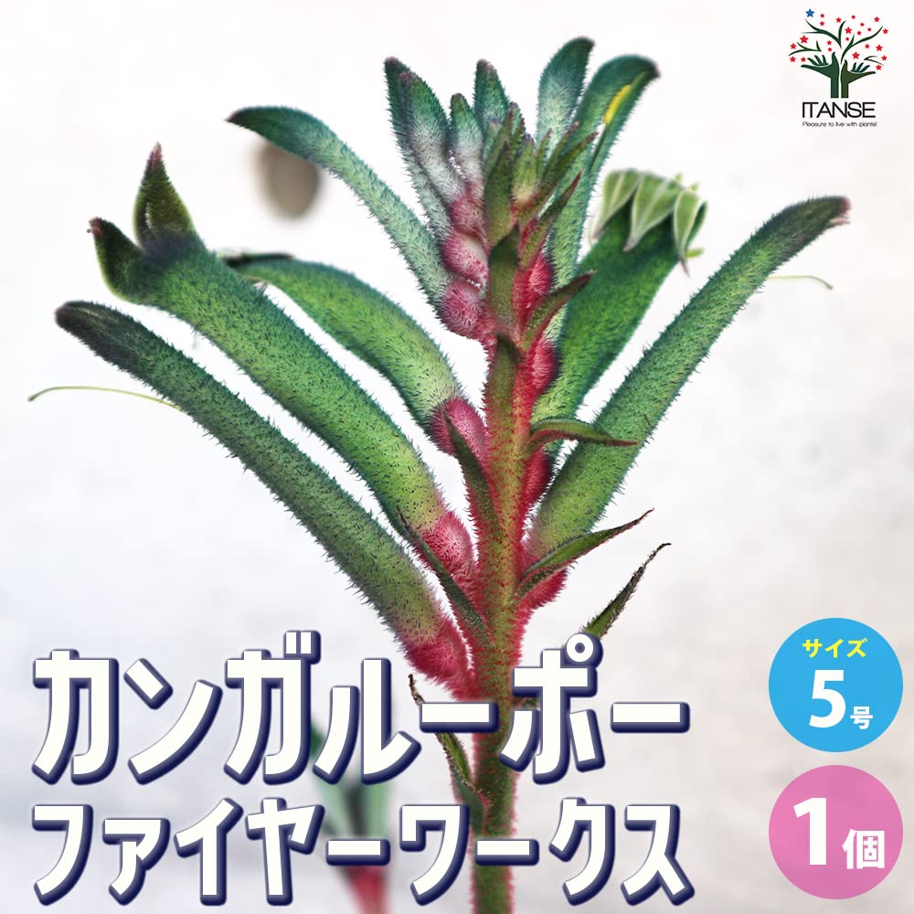 売り尽くし特価　カンガルーポー　アゴニザントス　5号　3種3鉢セット 園芸ネット本店｜カンガルーポー（アゴニスサントス）オレンジイエロー